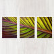 Botanical Triptych Gallery Wall Collection - Catch A Star Fine Art